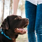 Best Dog bite attorney Georgia
